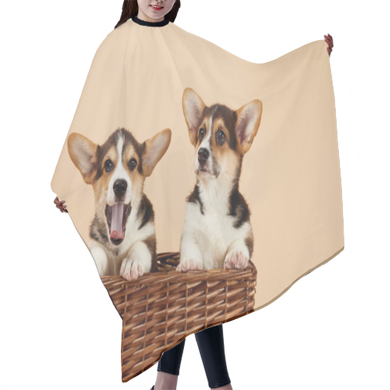 Personality  Welsh Corgi Puppies In Wicker Basket Isolated On Beige Hair Cutting Cape