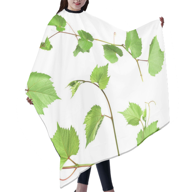 Personality  Set Of Grapevines With Green Leaves On White Background Hair Cutting Cape