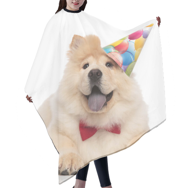 Personality  Curious Chow Chow Wearing Birthday Cap And Red Bowtie Looks Up To Side While Relaxing On White Background Hair Cutting Cape