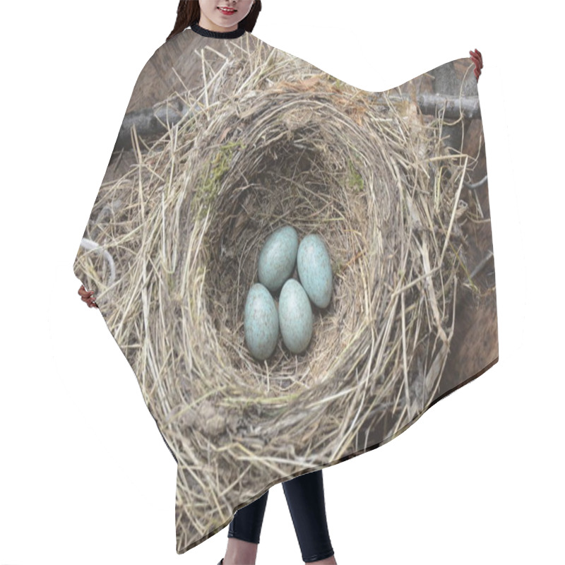 Personality  Natural Nest And Blue Eggs Of A Song Thrush In The Meadow Hair Cutting Cape