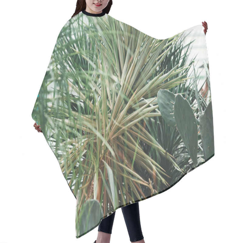 Personality  Green Palms And Cactus In Tropical Garden Hair Cutting Cape