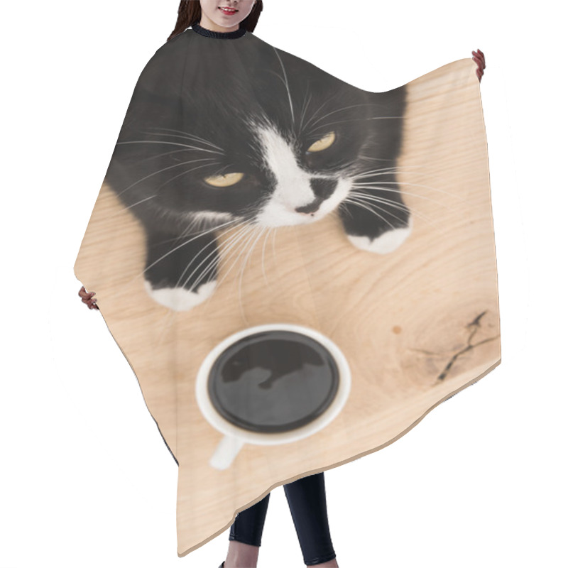 Personality  Black Cat In A Cardboard Box Hair Cutting Cape