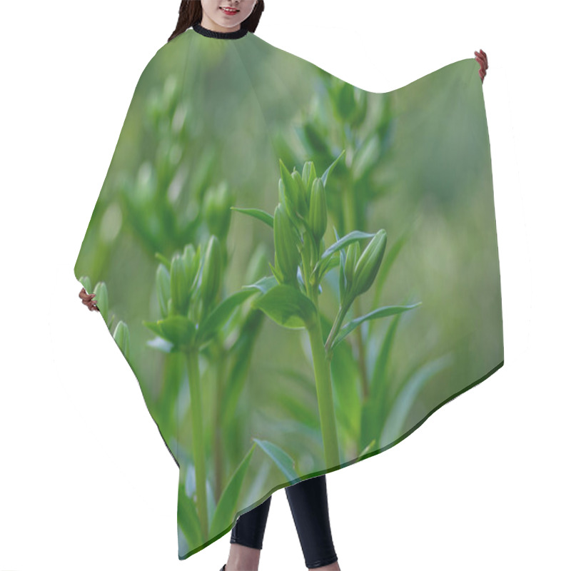 Personality  Lilium Flowers In Buds, Asiatic Hybrids Ornamental Cultivated, Lilies Buds, Bouquet Before Flowering, Dreamy Background, Green Leaves Hair Cutting Cape