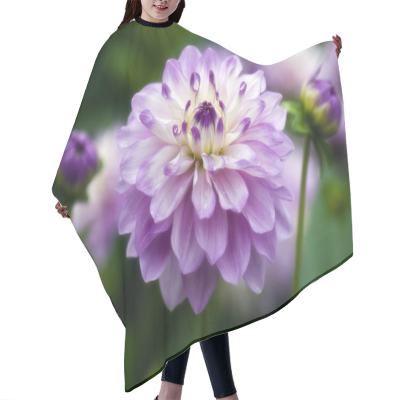 Personality  Dahlia 