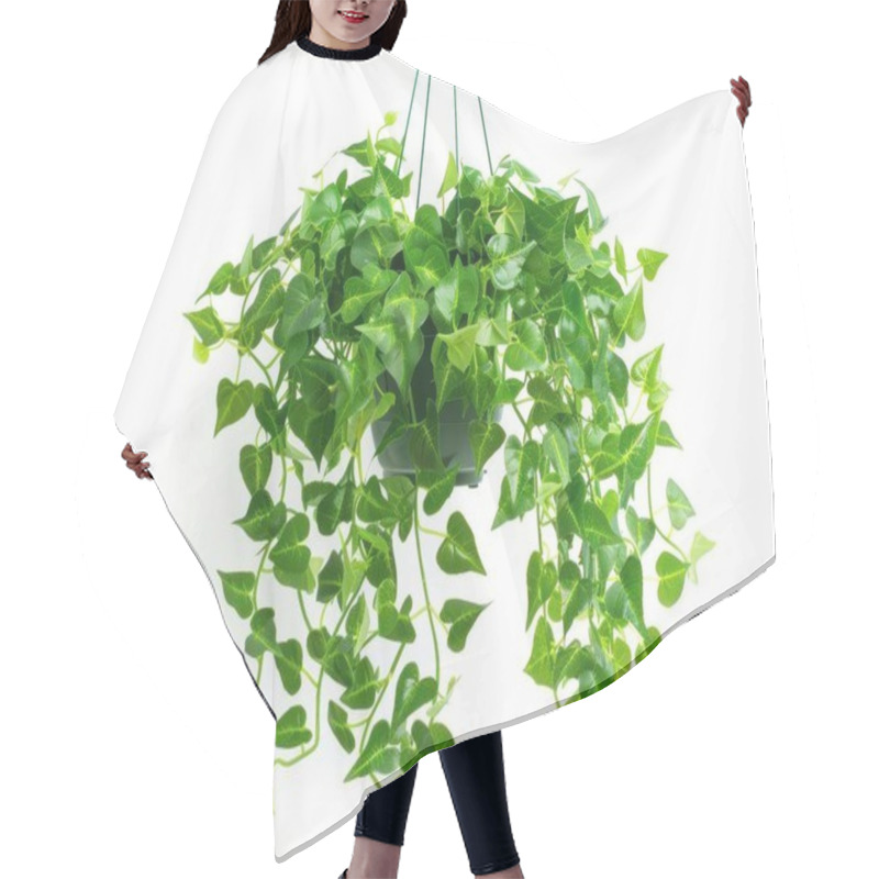 Personality  A Lush Green Hanging Plant With Heart-shaped Leaves Adds A Vibrant Touch To Any Space. Hair Cutting Cape