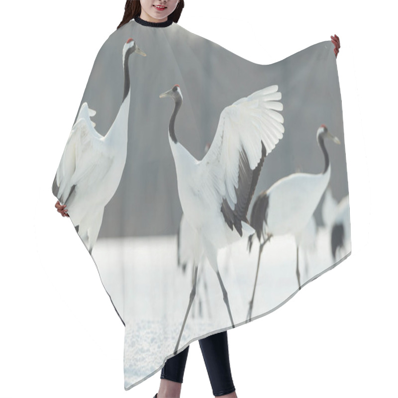 Personality  The Ritual Marriage Dance Of Cranes. The Red-crowned Cranes. Scientific Name: Grus Japonensis, Also Called The Japanese Crane Or Manchurian Crane, Is A Large East Asian Crane. Hair Cutting Cape