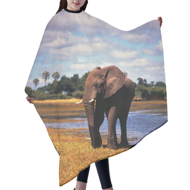 Personality  One Baby Elephant Hair Cutting Cape