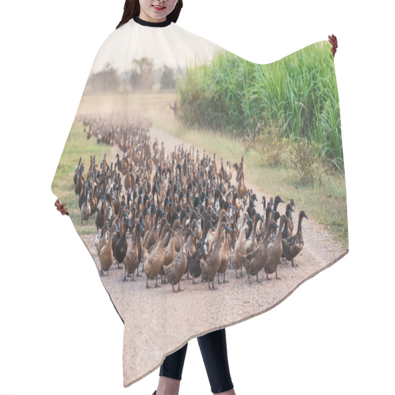 Personality  Flock Of Ducks Walking On Dirt Road In Plantation At Rural Scene Hair Cutting Cape