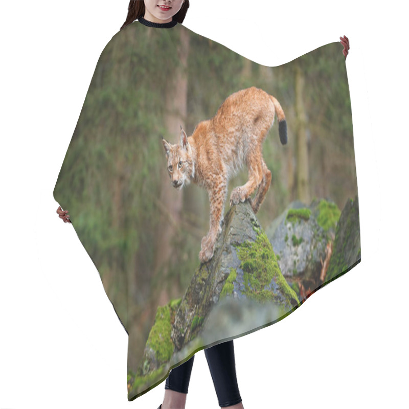 Personality  Cat Lynx In Forest Hair Cutting Cape