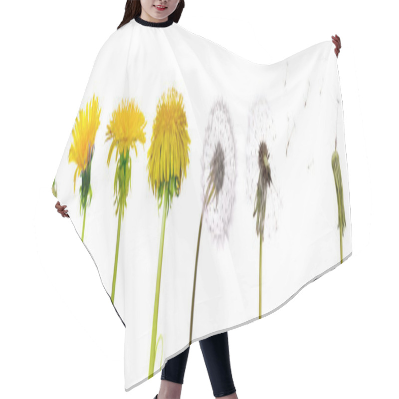 Personality  Dandelions From The Begining To Senility Hair Cutting Cape