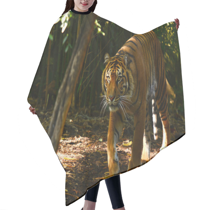 Personality  Sumatran Tiger Hair Cutting Cape