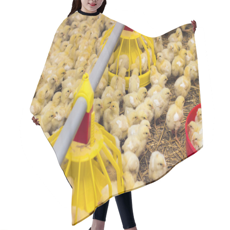 Personality  Baby Chicken Eating On A Farm Hair Cutting Cape