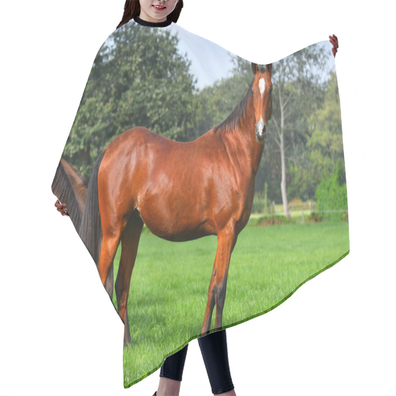 Personality  Bay Akhal Teke Breed Horse Standing In The Bright Green Field In Summer Near Herd. Animal Portrait. Hair Cutting Cape