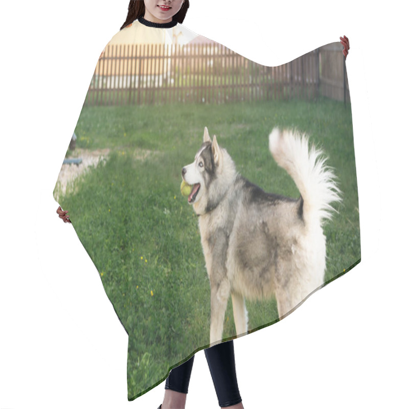 Personality  Owner Is Playing With A Husky Dog In Yard Of House On Grass Behind Fence. A Toy In The Owner's Hand, A Happy Husky With A Ball In His Teeth. Friendship With A Pet, Care, Training And Entertainment Hair Cutting Cape