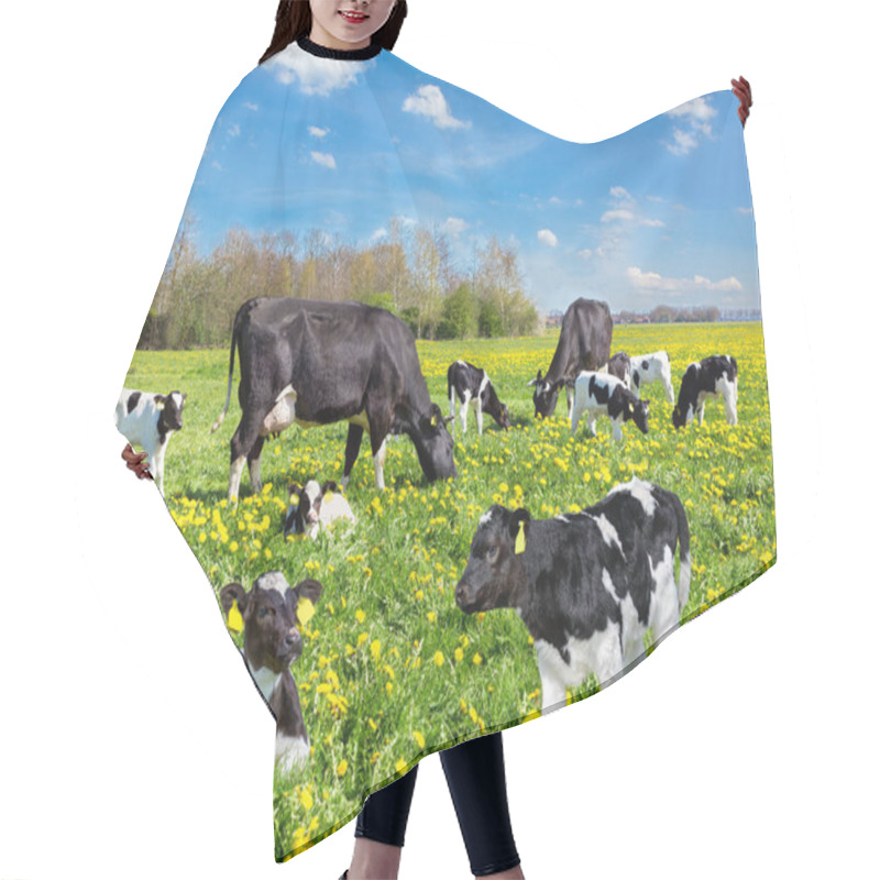 Personality  Cattle Of Cows And Calves In Dutch Flower Meadow Hair Cutting Cape