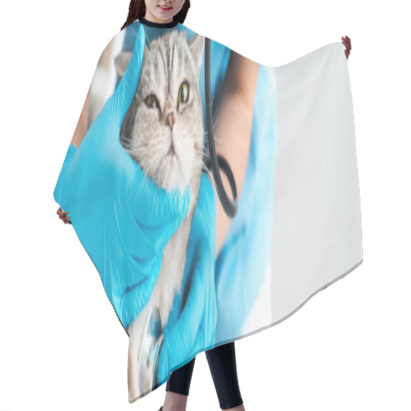 Personality  Partial View Of Veterinarian Examining Tabby Scottish Straight Cat With Stethosope, Panoramic Shot Hair Cutting Cape