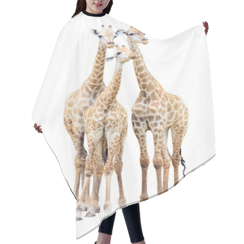 Personality  Giraffe Family Isolated On White Background Hair Cutting Cape