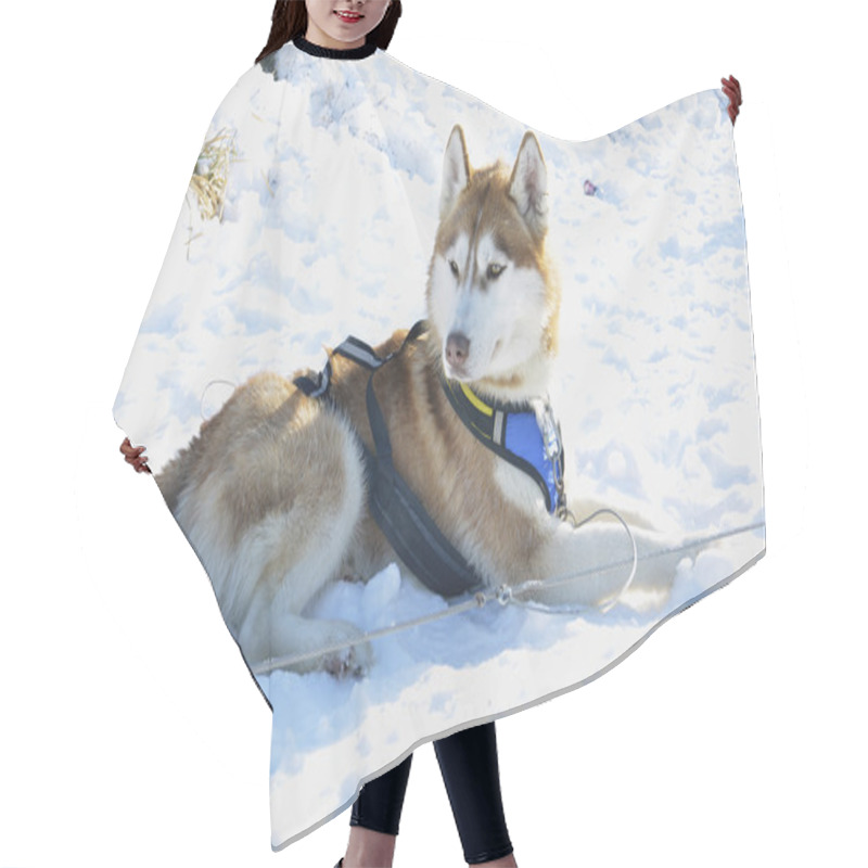 Personality  Sportive Dog In The Snow Hair Cutting Cape