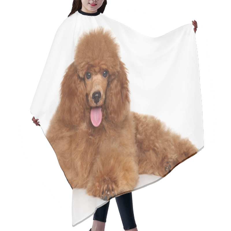 Personality  Toy Poodle Puppy On Whiye Background Hair Cutting Cape