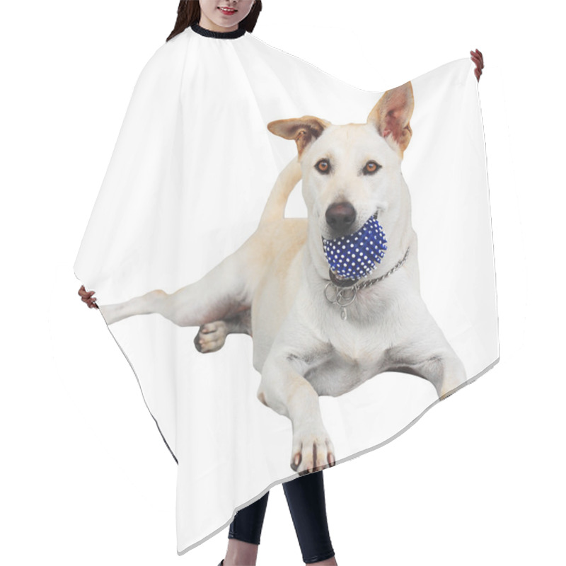 Personality  Labrador Retriever Holding Blue Ball Isolated On White Hair Cutting Cape