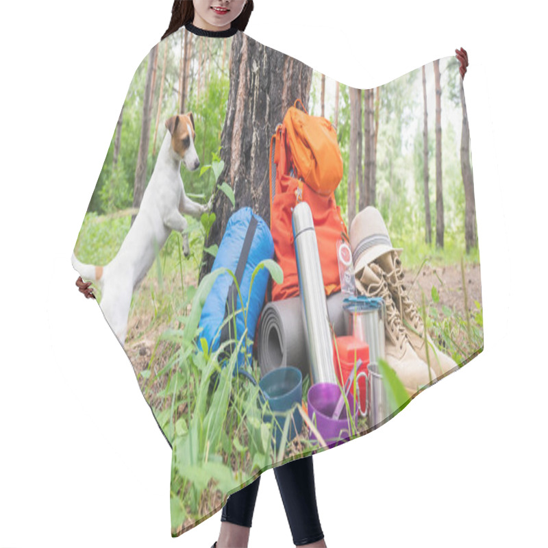 Personality  Dog And Camping Equipment In A Pine Forest. Backpack, Thermos, Sleeping Bag, Compass, Hat And Shoes. Hair Cutting Cape