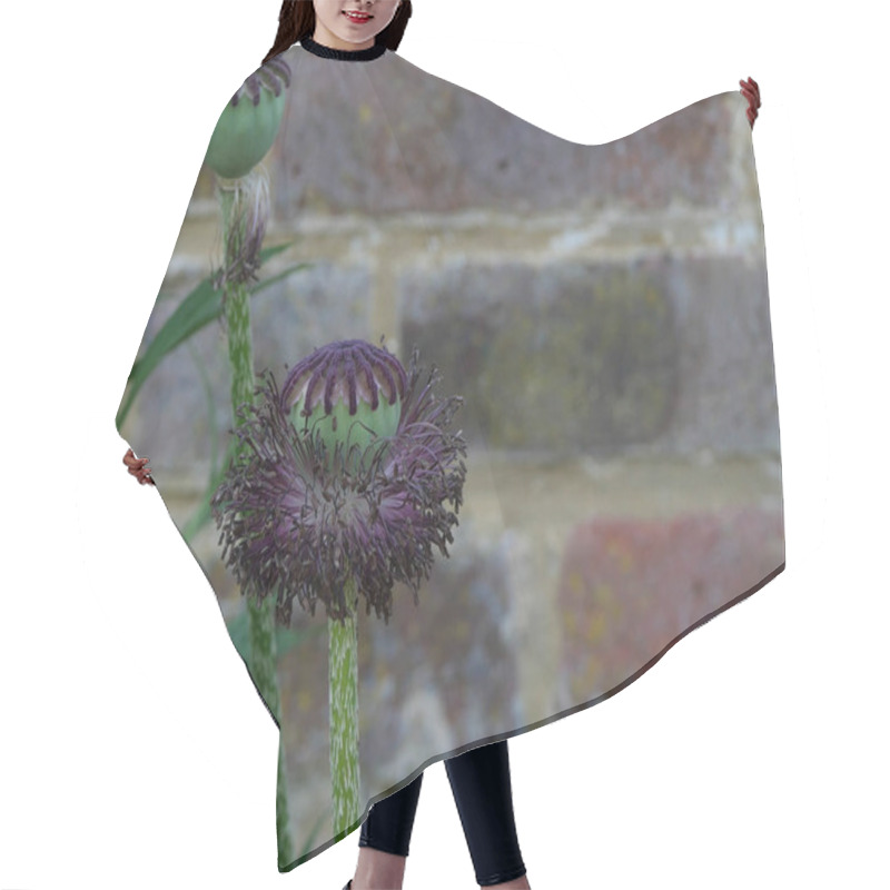 Personality  Two Poppy Seed Heads Against Brick Wall Background Hair Cutting Cape