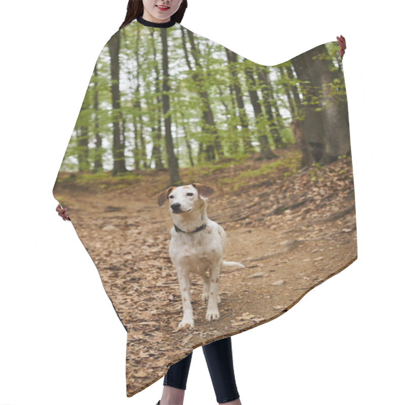 Personality  Image Of Active White Dog Standing Still In Forest. Nature Photo Of Pets, Dog In Woods Hair Cutting Cape