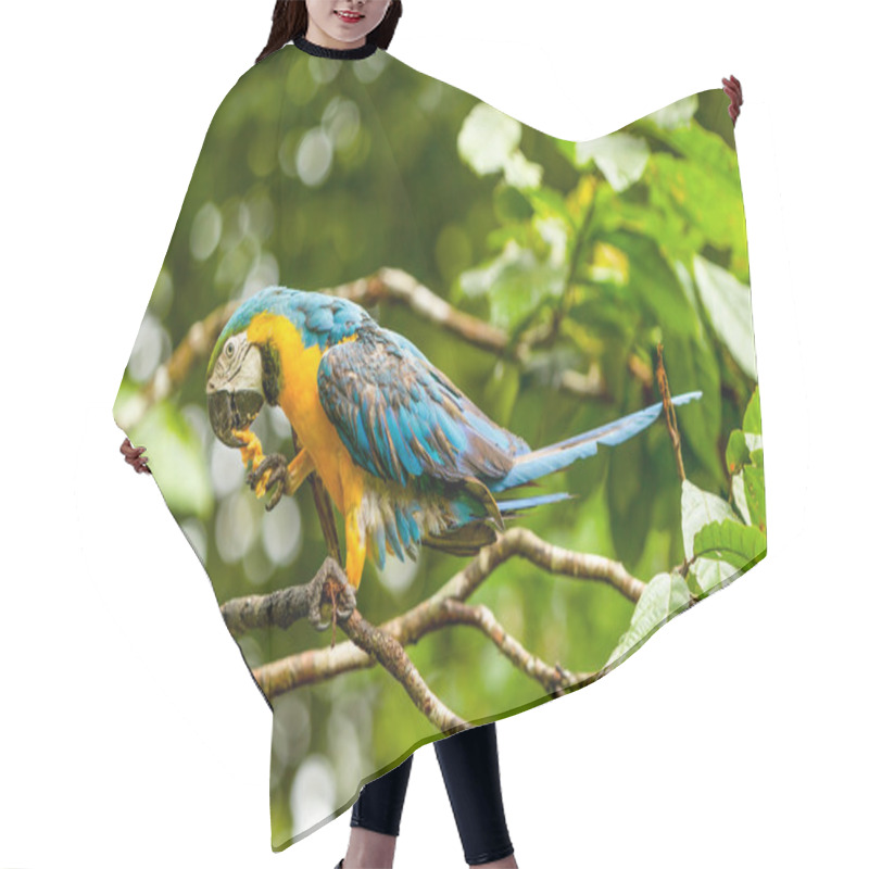 Personality  Ara Macaw Parrot In Ecuadorian Amazonia Hair Cutting Cape