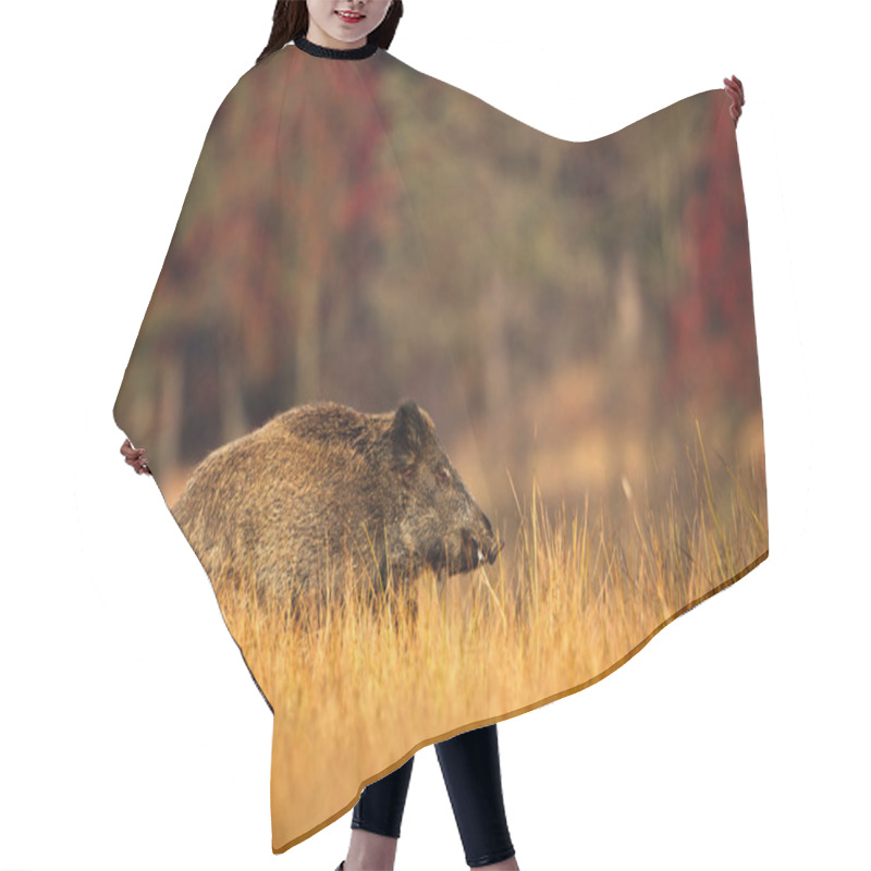 Personality  Big Wild Boar, Sus Scrofa  Hair Cutting Cape