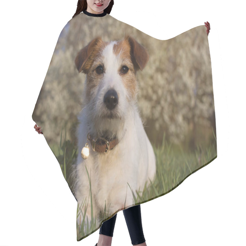 Personality  PORTRAIT JACK RUSSELL DOG LYING ON GRASS AGAINST DEFOCUSED  SPRI Hair Cutting Cape