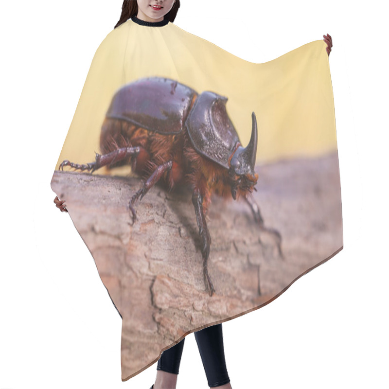 Personality  Rhinoceros Beetle Macro Image Hair Cutting Cape