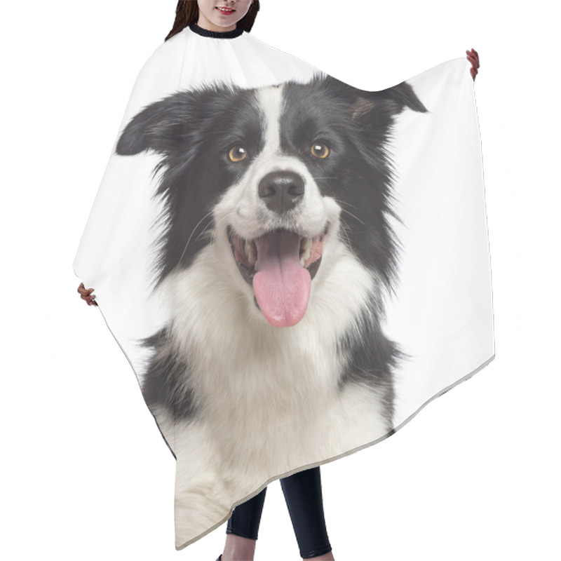 Personality  Close-up Of Border Collie, 1.5 Years Old, Looking At Camera Against White Background Hair Cutting Cape