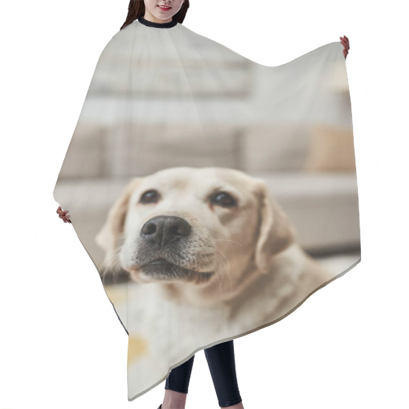 Personality  Domestic Animal Portrait, Adorable Labrador Dog Looking At Camera In Living Room In Modern Apartment Hair Cutting Cape