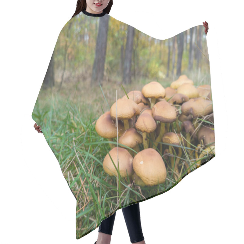 Personality  Cluster Of Wild Mushrooms On Forest Floor Hair Cutting Cape