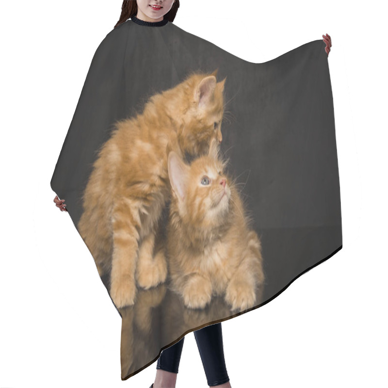 Personality  Two Fluffy Ginger Kittens Interact Playfully On A Glossy Black Surface Hair Cutting Cape