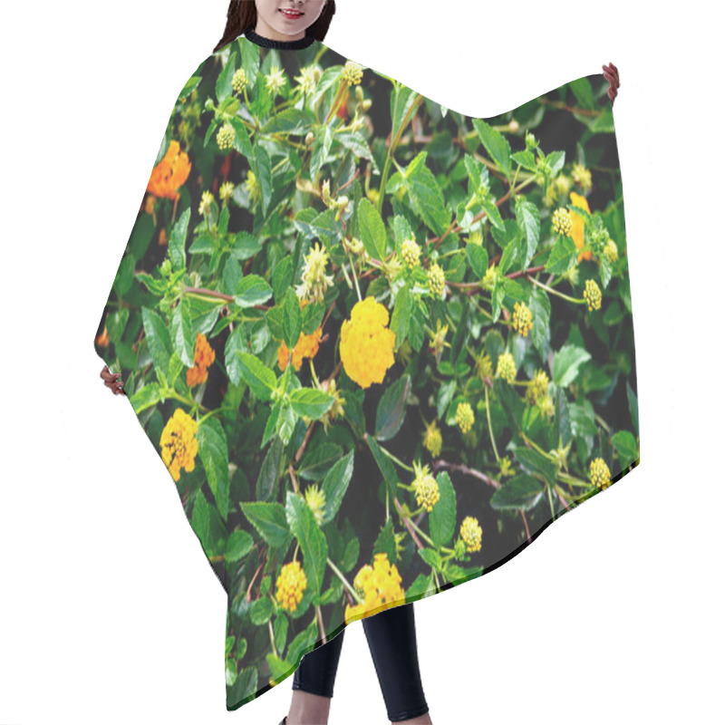 Personality  The Photo Features A Bush With Vibrant Yellow Flowers And Green Leaves, Showing A Dense And Natural Composition That Highlights The Beauty Of A Lively Outdoor Garden. Hair Cutting Cape