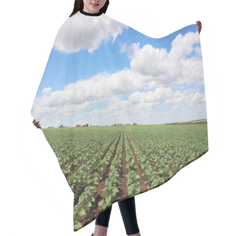 Personality  Agricultural Field With Young Sunflower Plants On Sunny Day Hair Cutting Cape