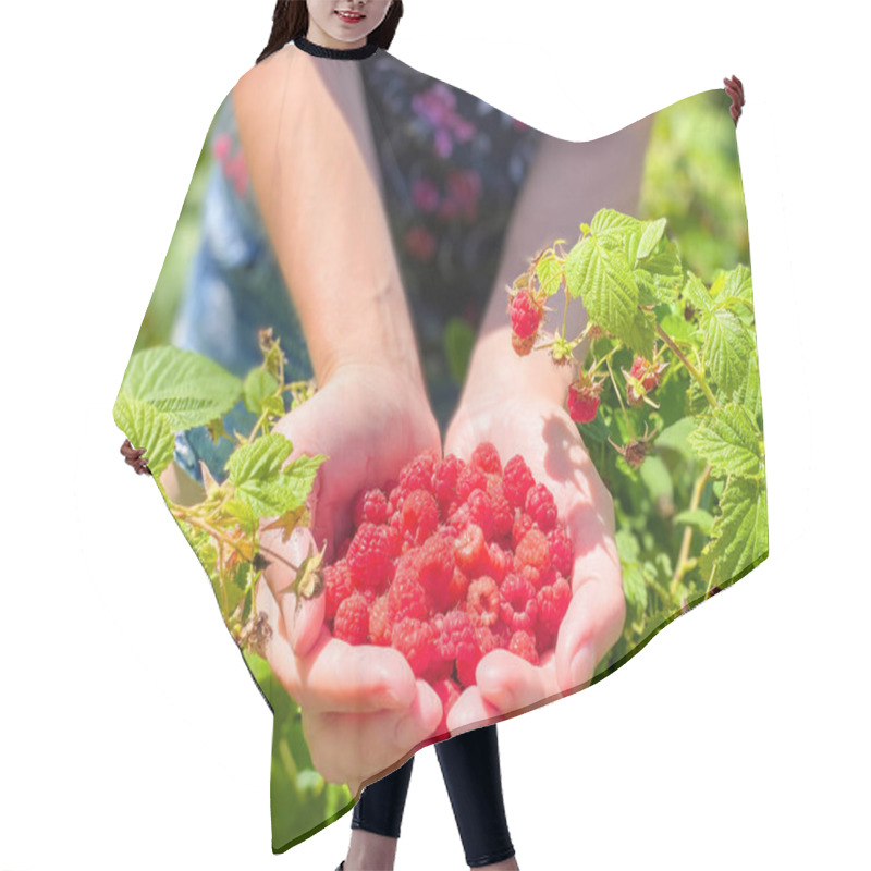 Personality  Ripe Bright Raspberries In The Palms Of A Female Hand. Free Space Defocus Light Background. The Concept Of Healthy Proper Fortified Nutrition And Agriculture. Hair Cutting Cape