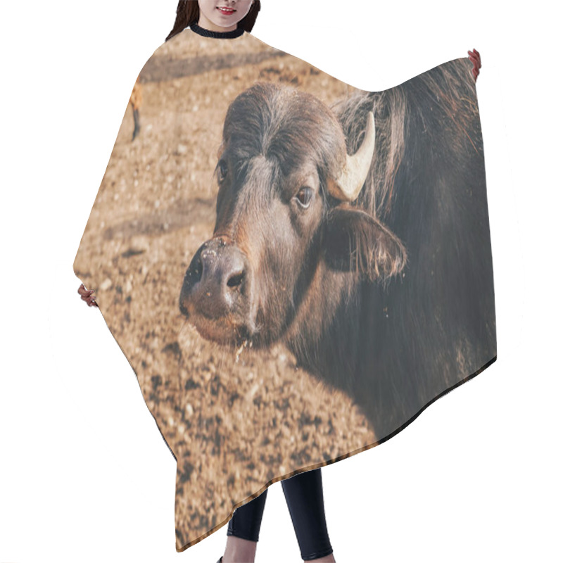 Personality  The Bull Is A Symbol Of 2021. The Black Bull Looks Into The Frame. Bull On An Ecological Farm Hair Cutting Cape