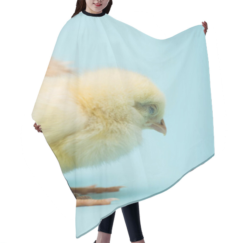 Personality  Cute Small Fluffy Chick On Blue Background Hair Cutting Cape