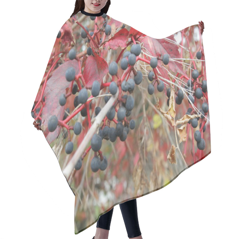 Personality  Virginia Creeper With Berries Hair Cutting Cape