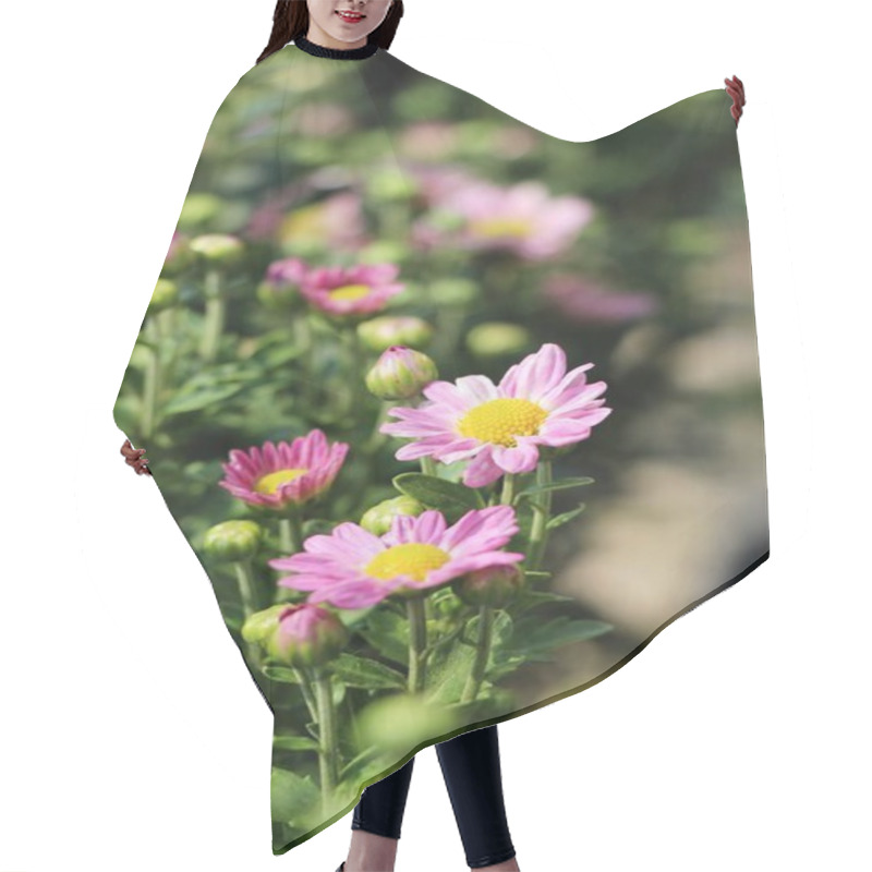 Personality  Chrysanthemums Flower Is Beautiful In The Garden Hair Cutting Cape