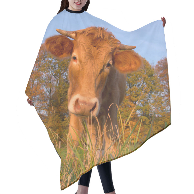 Personality  A Cow On A Summer Pasture Hair Cutting Cape