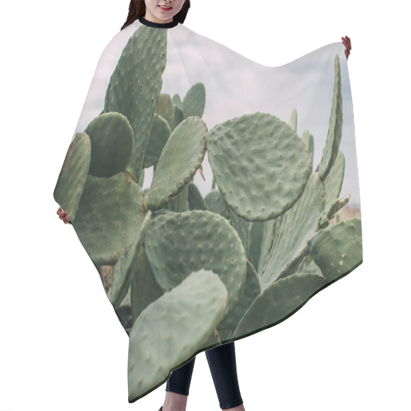 Personality  Selective Focus Of Green Cactus With Spikes On Leaves Against Sky Hair Cutting Cape