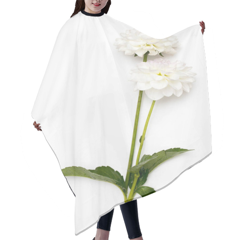 Personality  Two White Autumn Dahlias Isolated On White Background. Copy Space. Hair Cutting Cape