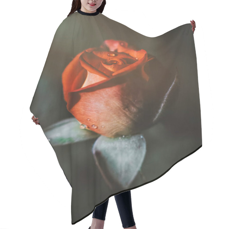 Personality  Delicate Flower Of A Autumn English Tea Rose In The Garden Hair Cutting Cape