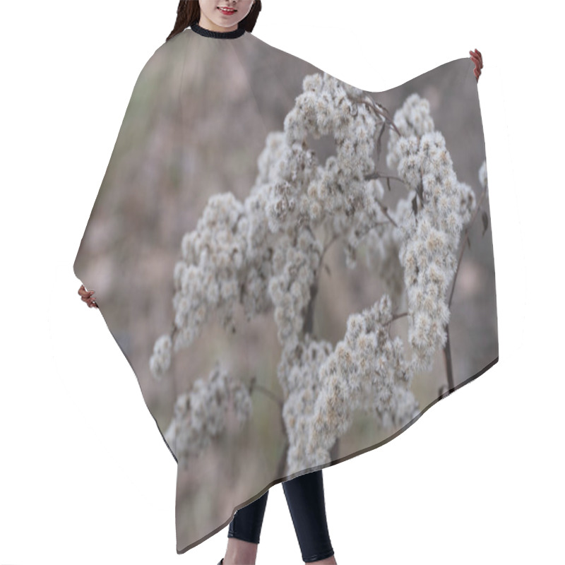 Personality  A Soft Focus Photograph Of Dried White Wildflowers In A Natural Setting. The Intricate Clusters Of Fluffy Seed Heads Give An Ethereal And Delicate Feel. Perfect For Illustrating Themes Of Nature Hair Cutting Cape