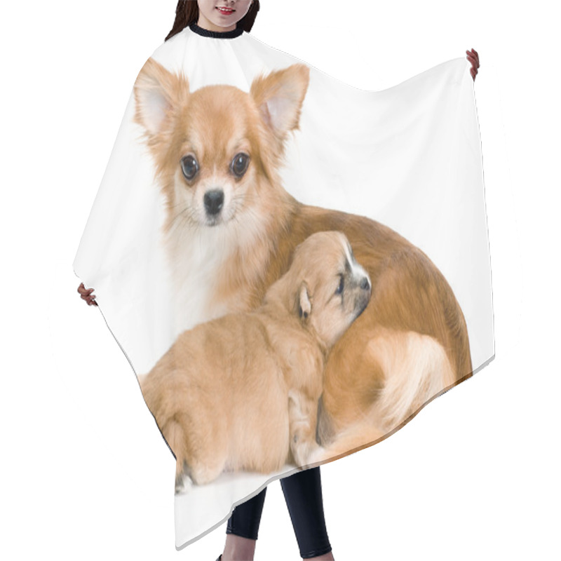 Personality  Dog Of Breed Chihuahua And Its Puppy Hair Cutting Cape