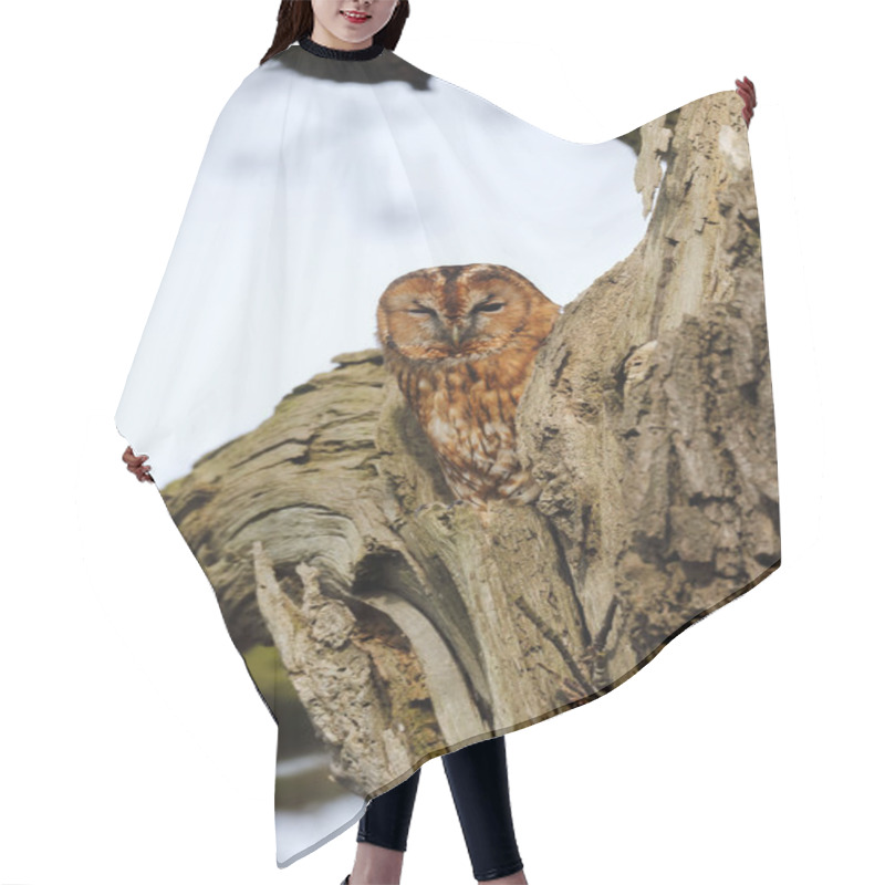 Personality  Tawny Owl, Strix Aluco Hair Cutting Cape