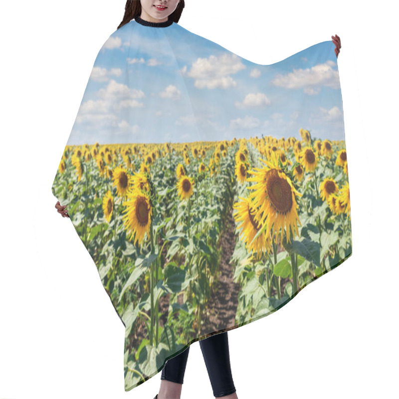 Personality  Scenic Blooming Rows Of Green Yellow Sunflowers Plants Plantation Field Meadow Against Clear Cloudy Blue Sky Horizon On Bright Sunny Day. Nature Country Rural Agricultural Landscape. Hair Cutting Cape